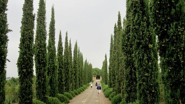 Stunning coutryside full of elegant cypress trees and hidden treasures