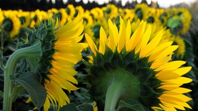 stunning field of sunflowers