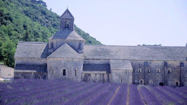 provence lavender field at the abbey of Senanque