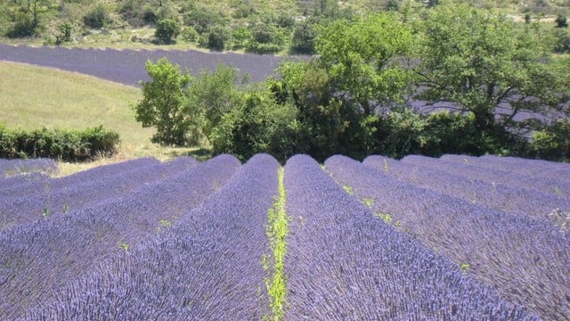 glorious lavender filled countryside
