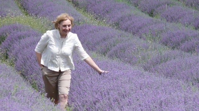 strolling through fragrant purple fields 