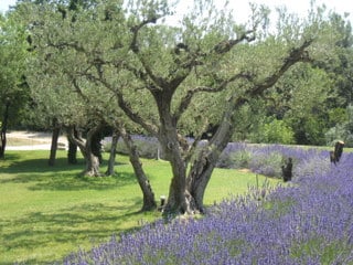 Ancient olive trees and vibrant lavender