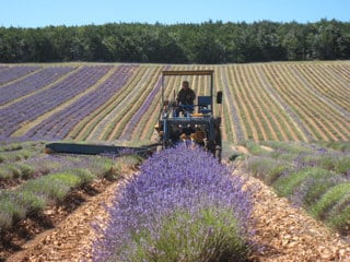 Lavender havesting in Provence