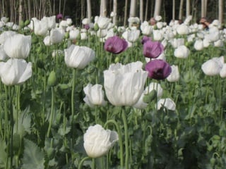 Glorious poppy fields in Turkey