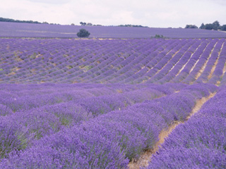 Glorious fields of lavender in Provence and wonderful off the beaten path experiences