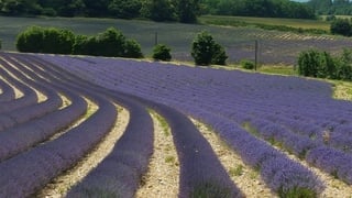 The fragrant, sweeping lavender fields during our Provence tours