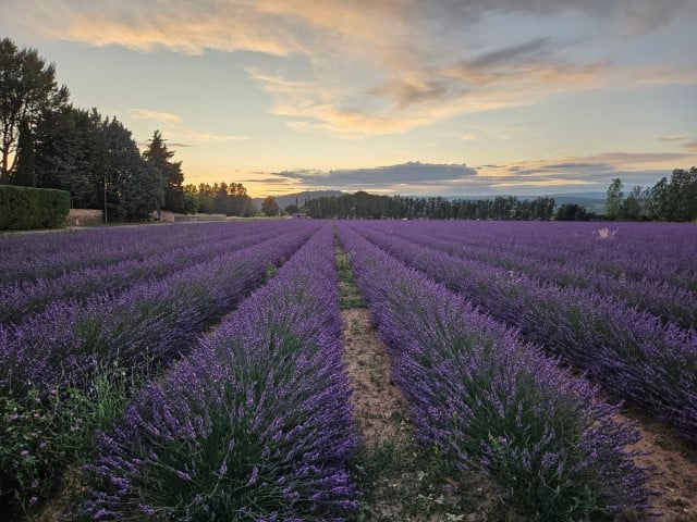 Photos of our Aroma Tours in France and Italy 2023