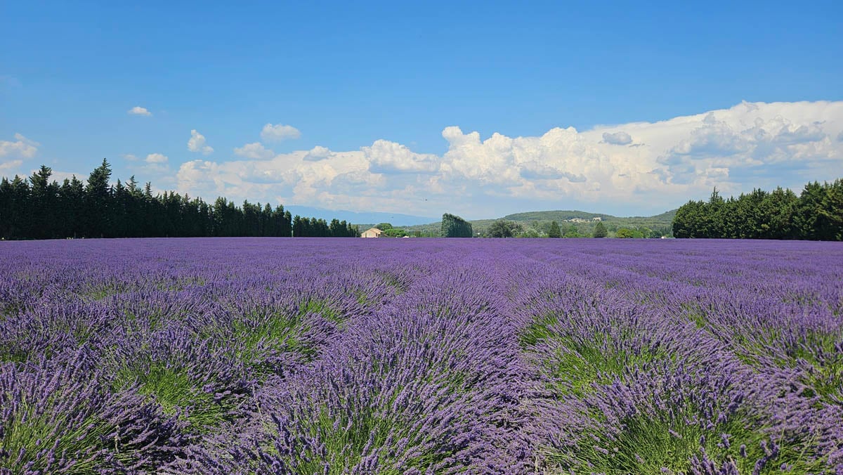 Photos of our Aroma Tours in France 2025