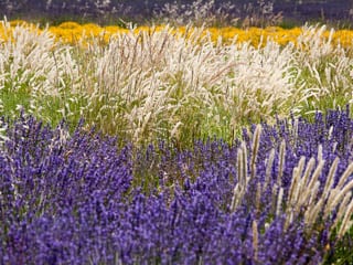 Glorious fields of lavender, wheat and broom during our Provence tours