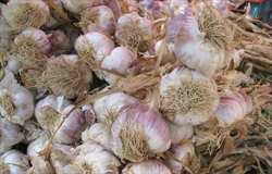 Garlic - so very, very French n'est pas