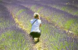 photos in fields of lavender