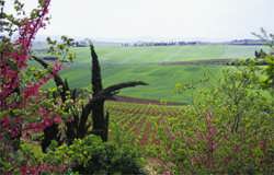 View from the strada de vino