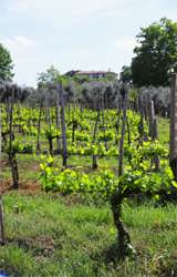 One of Toscano's 1000's of vineyards