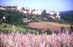 A beautiful field of clary sage in the Haute Provence with a small hilltop village in the background