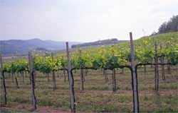 Hillsides of trellied Sangiovese vines in the vin noble de Montepulciano region