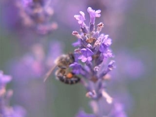 Purple fields of lavender