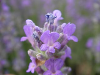 True lavender closeup photo