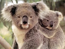 The cutest Australians - Koala
