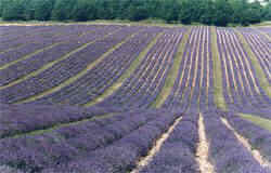 photo from the world's largest true French lavender farm