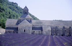 ancient abbey and lavender field from out heart of provence tour