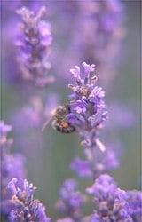 bee on lavender flowers