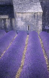 ancient monuments in the lavender fields