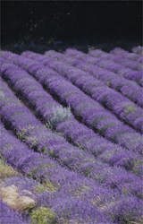 purple rows of aromatic population lavender