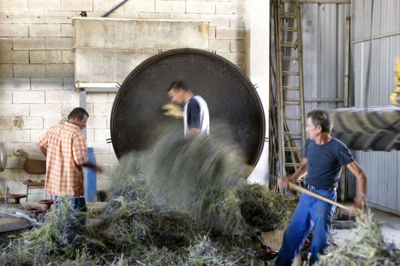 Lavender distillation in Provence France