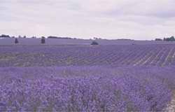 The Provence countryside cloaked in purple