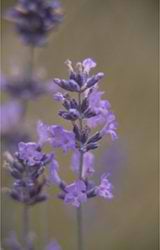 Beautiful lavender bloom in full flower